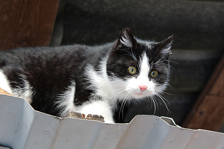 white and black cat thumbnail