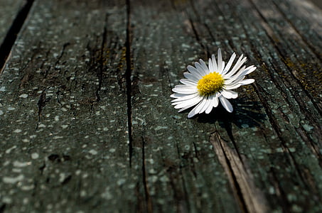 white daisy on brown wooden surface thumbnail