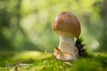 white and brown mushroom on moss ground closeup photography thumbnail