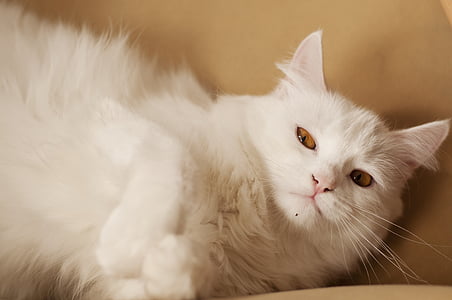 white cat lying on bed thumbnail