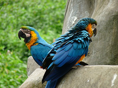 animal, bird, parrot, one animal, animal themes, animal wildlife thumbnail