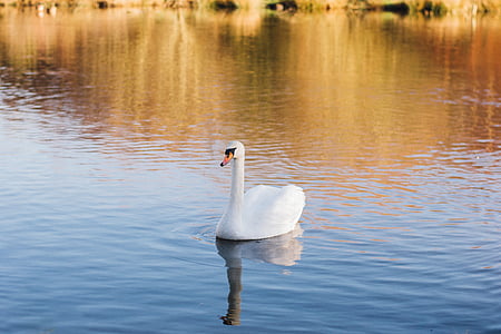 white swan on body of water thumbnail