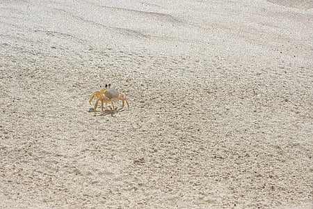 brown crab crawling on sand during daytime thumbnail