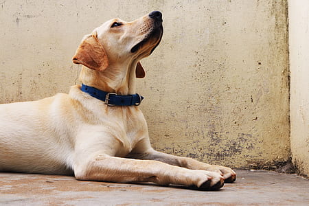 adult yellow Labrador retriever lying on concrete floor thumbnail