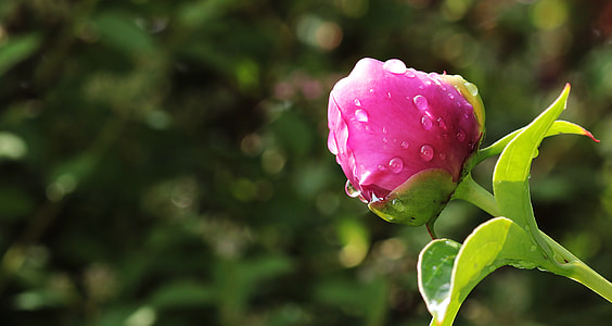 closeup photography of pink flower bud with dewdrop thumbnail