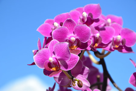 pink moth orchid flower bloom during daytime thumbnail