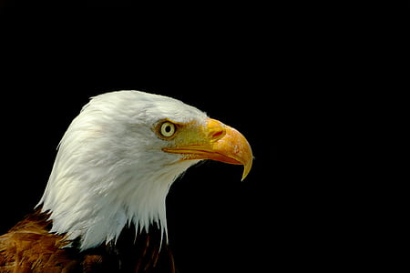 selective photo of bald eagle thumbnail