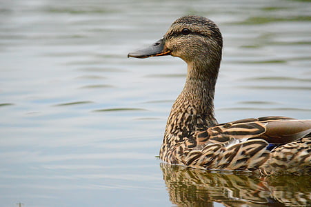 brown mallard duck on body of water thumbnail