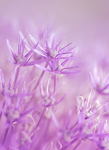 macro photography of purple flowers thumbnail