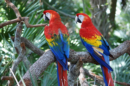 red-yellow-and-blue parrots on brown tree branch thumbnail