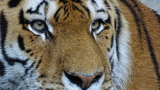 close up photo of tiger face thumbnail