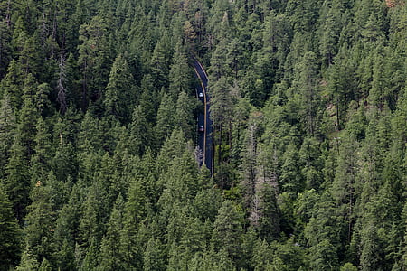 aerial view of road surrounded trees thumbnail