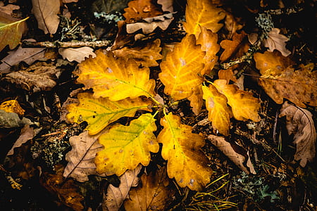 closeup photography of brown and yellow leaves thumbnail