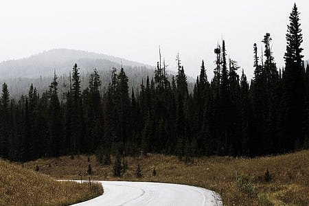 landscape photography of trees thumbnail