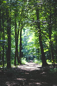 green forest thumbnail