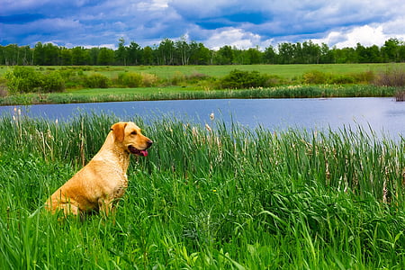 yellow Labrador retriever on green grasses field near river thumbnail