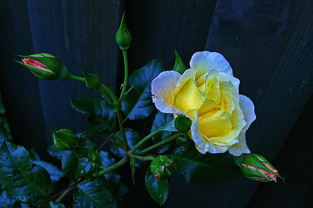 yellow and white rose thumbnail