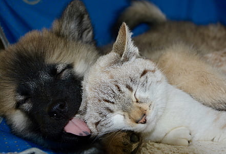 American akita puppy and silver tabby cat thumbnail