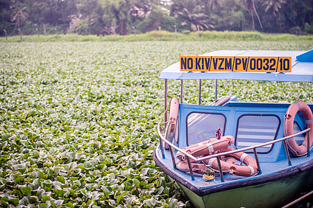 stocked blue and white boat on water lily area thumbnail