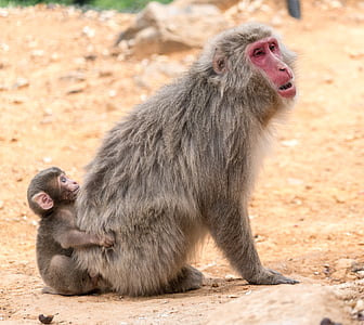 wildlife photography of gray primate thumbnail