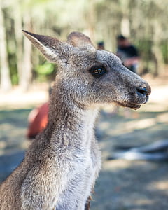 kangaroo under sunny sky thumbnail
