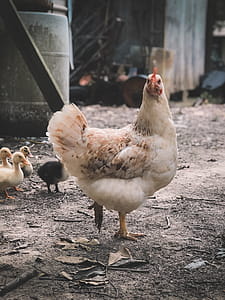 Selective Focus Photography of White Hen thumbnail