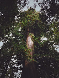 landscape photo of trees thumbnail