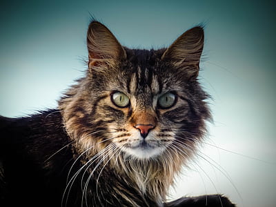animal, eyes, fur, head thumbnail