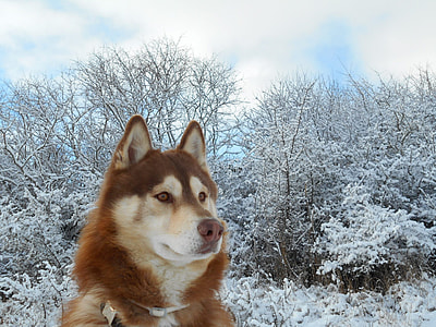 Copper Alaskan Malamute on snow field during daytime thumbnail