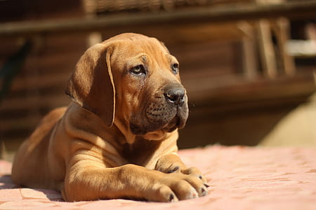 brown pitbull thumbnail