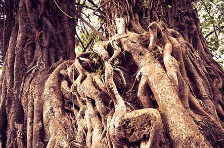 Tree roots thumbnail