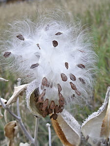 Looks like comedian Phyllis Diller s hair! Or maybe Einstein s thumbnail