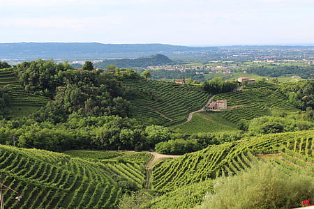 aerial photo of mountain with plants thumbnail