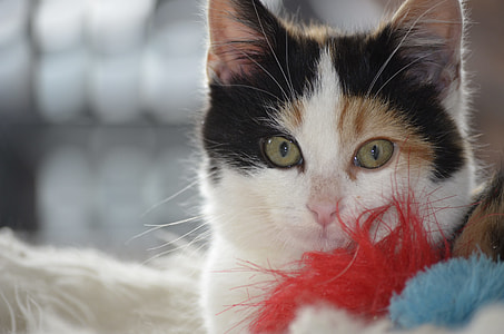 black, orange, and white fur cat thumbnail