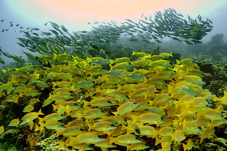 school of yellow fish thumbnail
