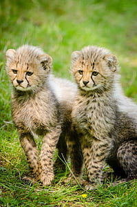 two baby cheetahs thumbnail