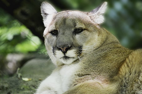 brown cheetah thumbnail