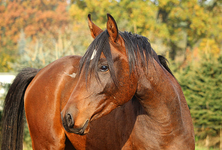 brown horse at daytime thumbnail