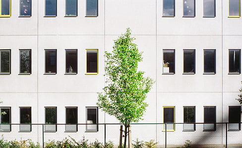 green leafed tree in front of building thumbnail