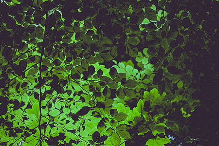green plant leaves thumbnail