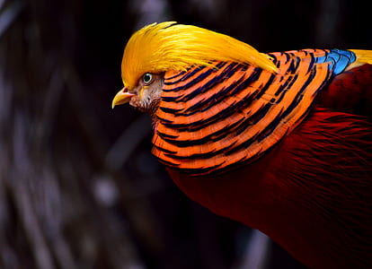selective focus photography of golden pheasant thumbnail
