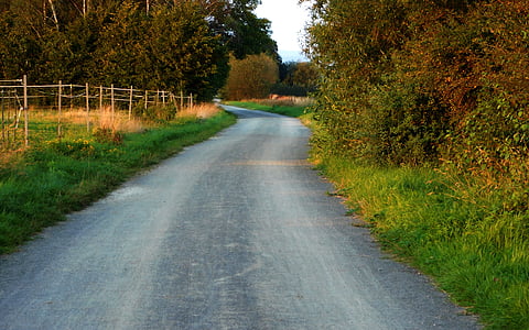 grey pathway near red and green plants thumbnail