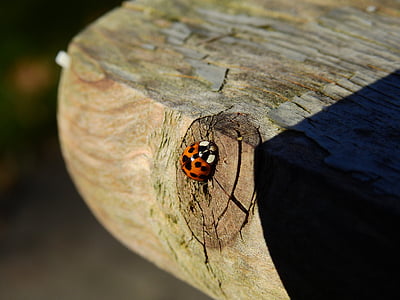 macro photography of orange Asian ladybug on truck thumbnail