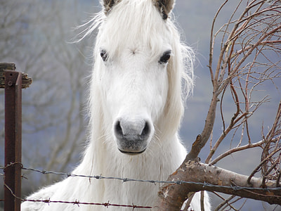 horse near barbwire fence duing daytime thumbnail