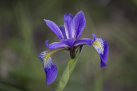 selective focus photography of purple petaled flower thumbnail