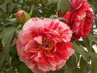 pink carnation flowers thumbnail