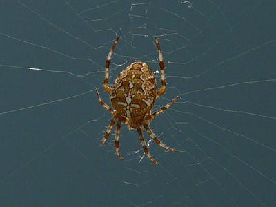 Garden Spider, Spider thumbnail