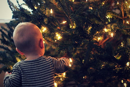 toddler touching Christmas tree thumbnail