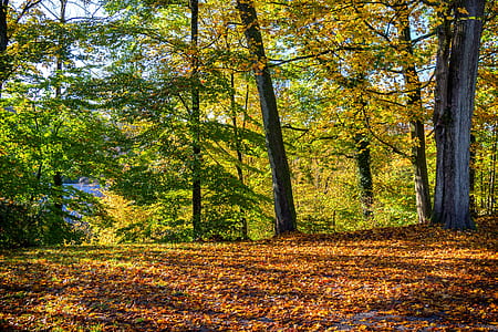 green leafed trees under blue sky at daytime thumbnail