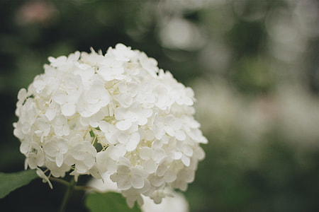 close up photography of white petaled flower thumbnail